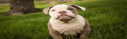 English Bulldog dogs for sale: Neal English Bulldog Puppy  - Ad 4
