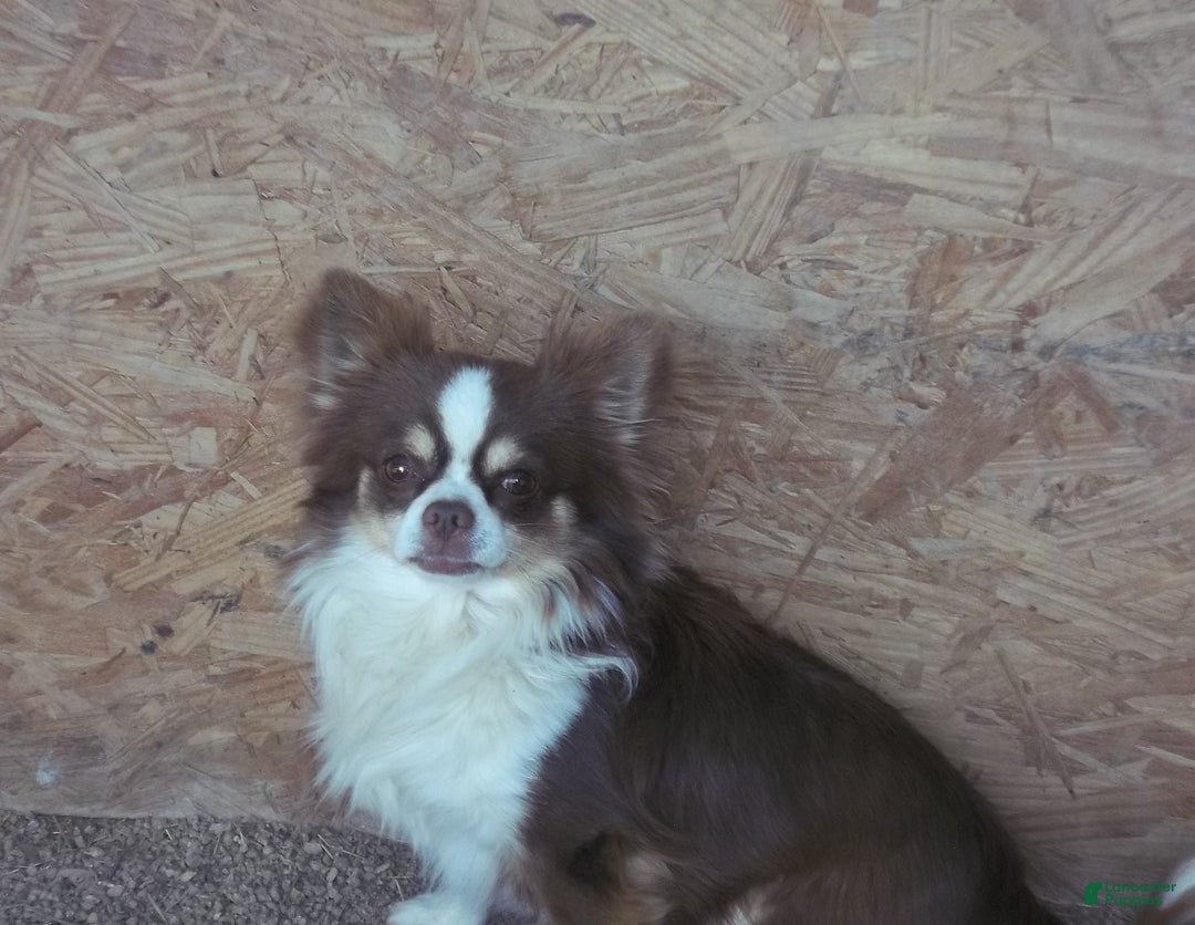 Chihuahua dogs for sale:  AKC Nilolai  - Ad 8