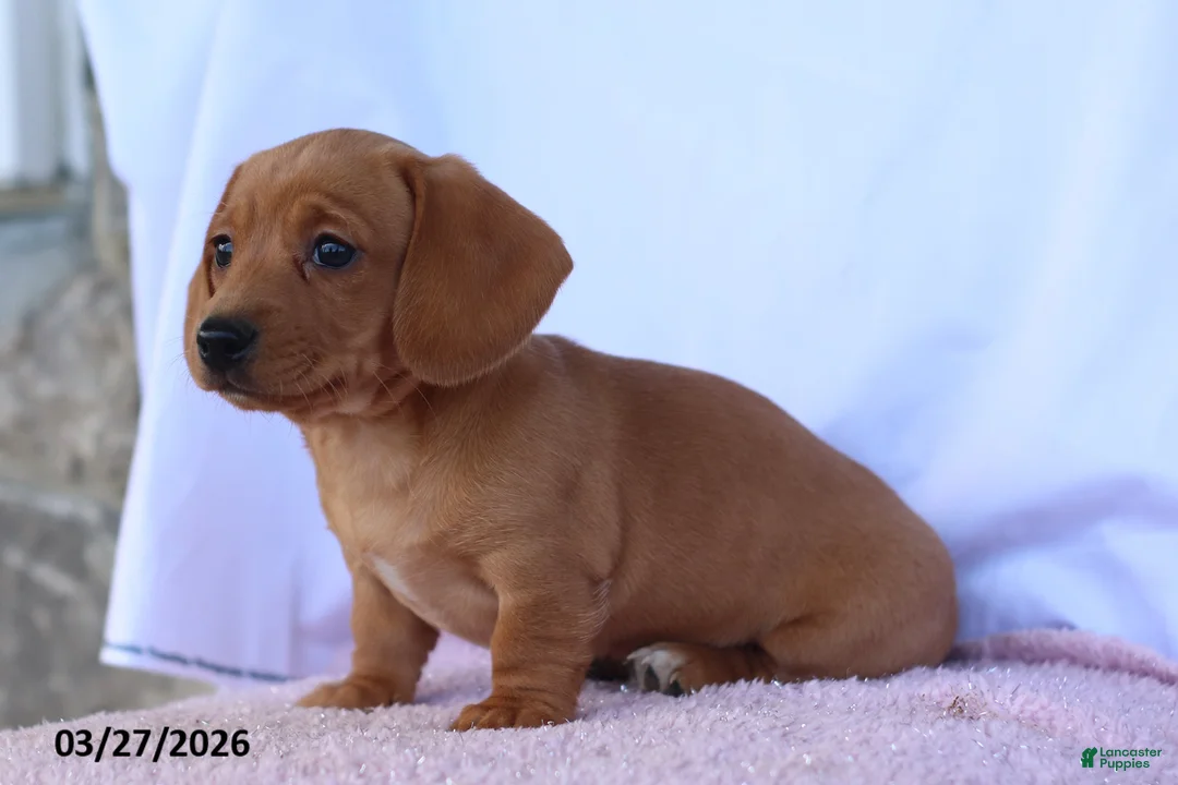 Miniature Dachshund dogs for sale: Farah - Ad 5