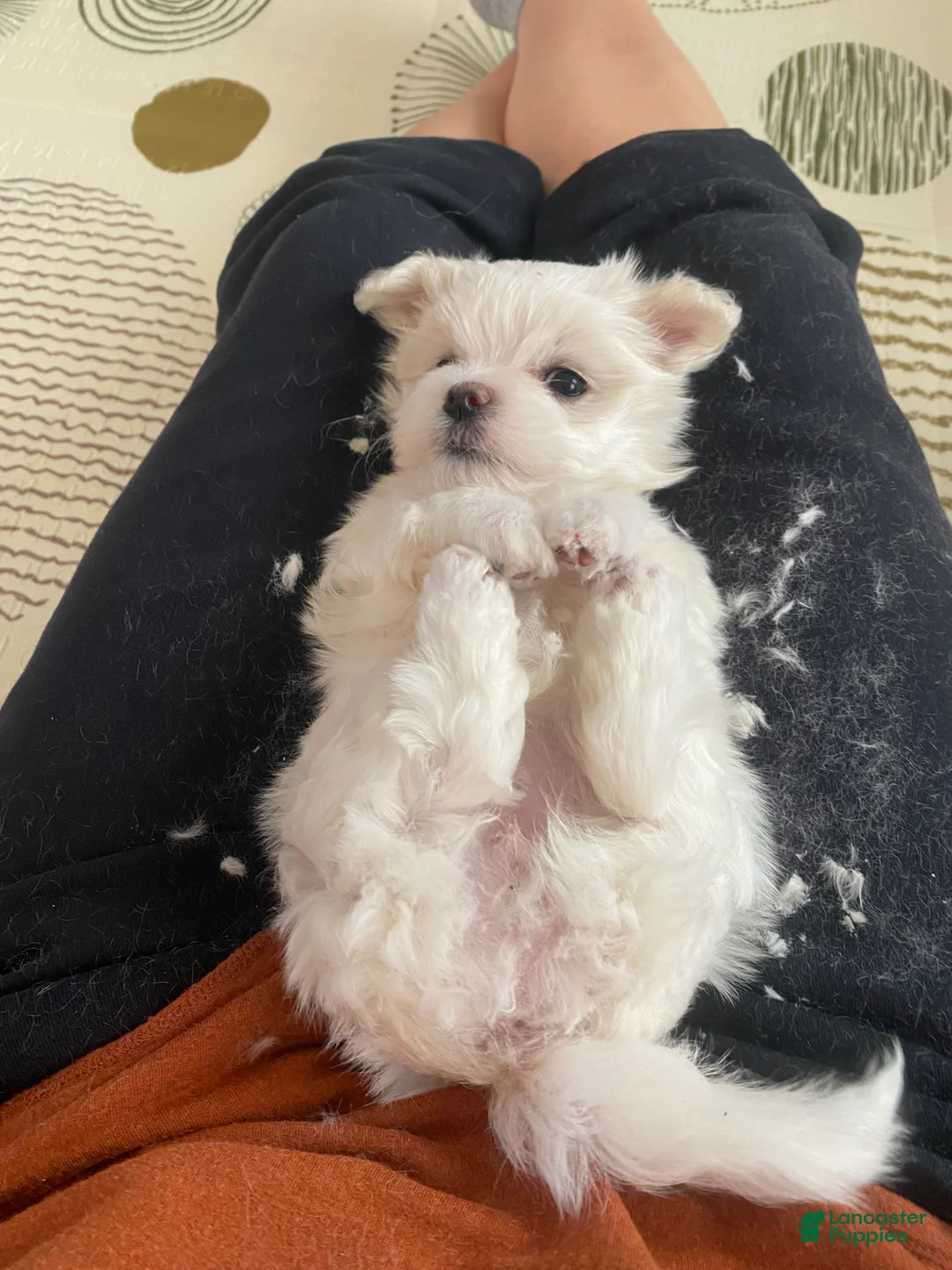 Maltese dogs for sale: Maltese Puppy 4 - Ad 1