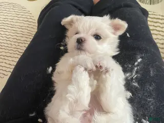 Maltese dogs Maltese Puppy 4 - Ad 17