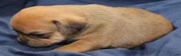 Puggle dogs for sale: Chewy - Ad 17