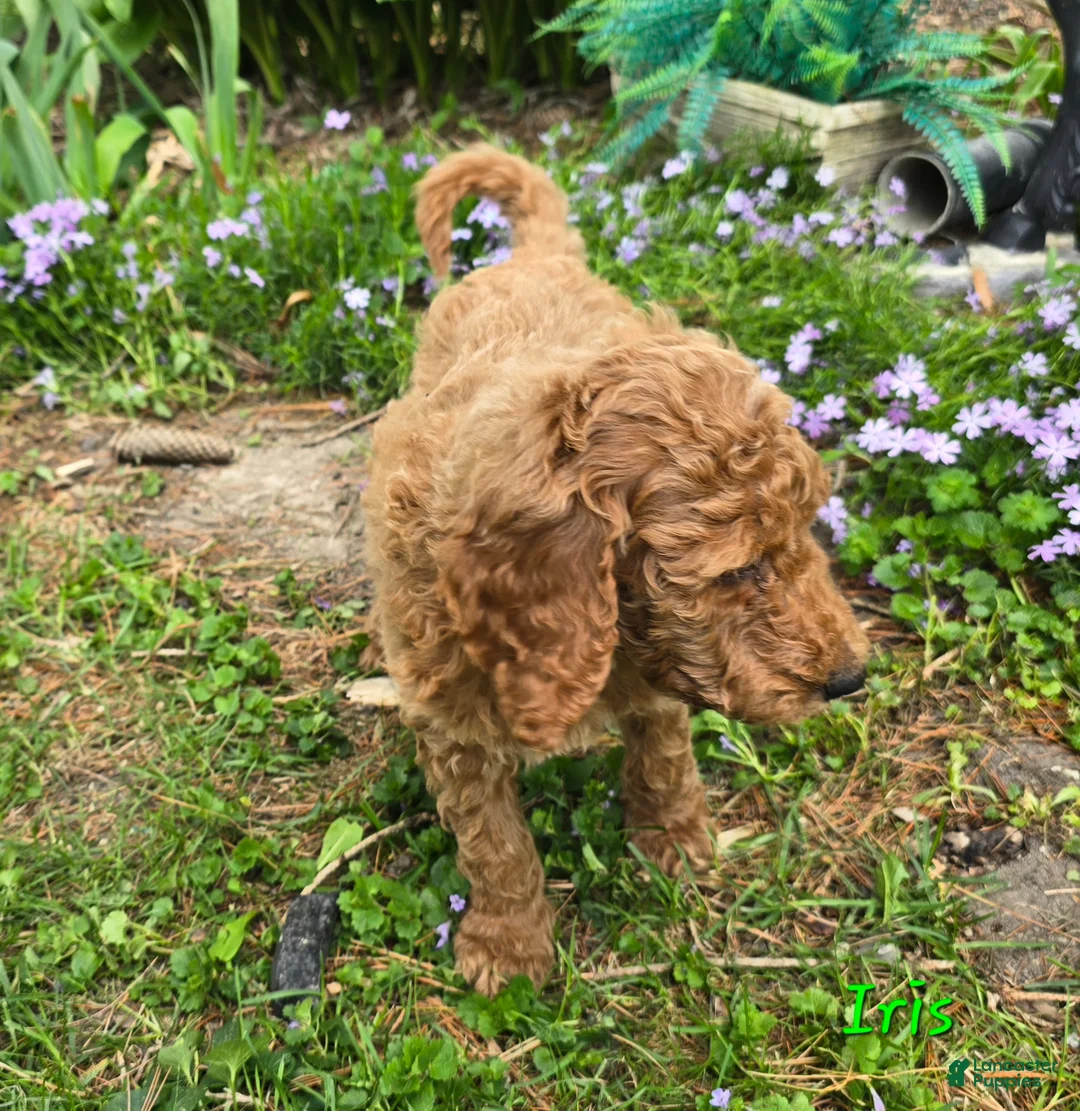 Goldendoodle dogs for sale: Goldendoodle Puppy 3 - Ad 2