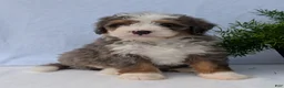 Mini Bernedoodle dogs for sale: Mini Bodie  - Ad 18