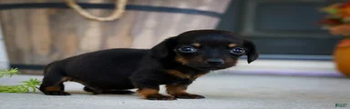 Hopper Miniature Dachshund 