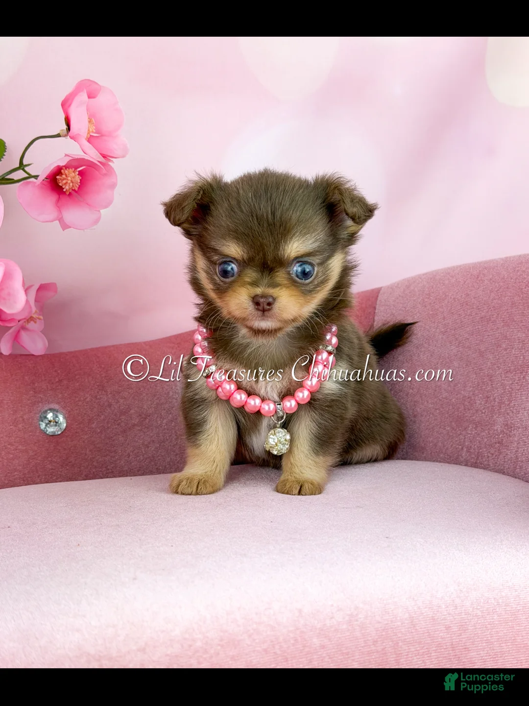 Chihuahua dogs for sale: Chihuahua Puppy 3 - Ad 1