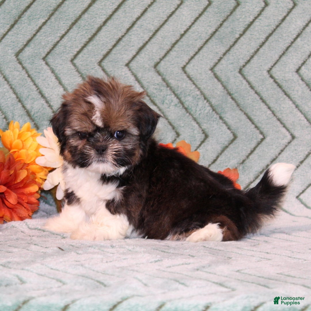Shih Tzu dogs for sale: Tinsel - Ad 2