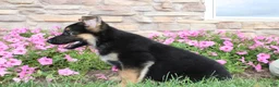German Shepherd dogs for sale: Hank - Ad 6