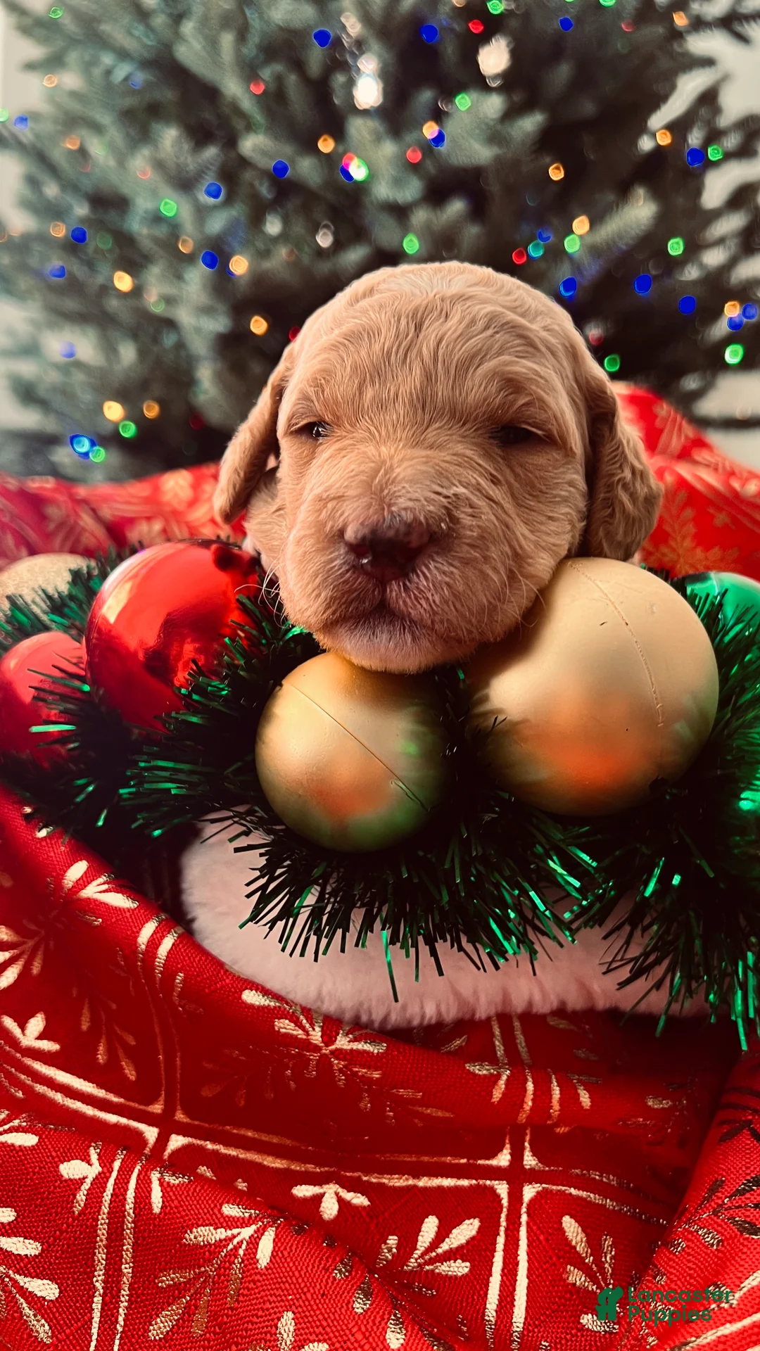 Goldendoodle dogs for sale: Luv – Apricot Medium Goldendoodle (F) – Service Dog Temperament Candidate - Ad 12