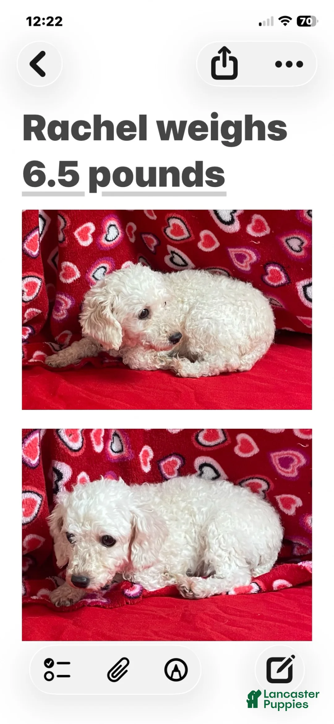 Toy Poodle dogs for sale: Ryan - Ad 2
