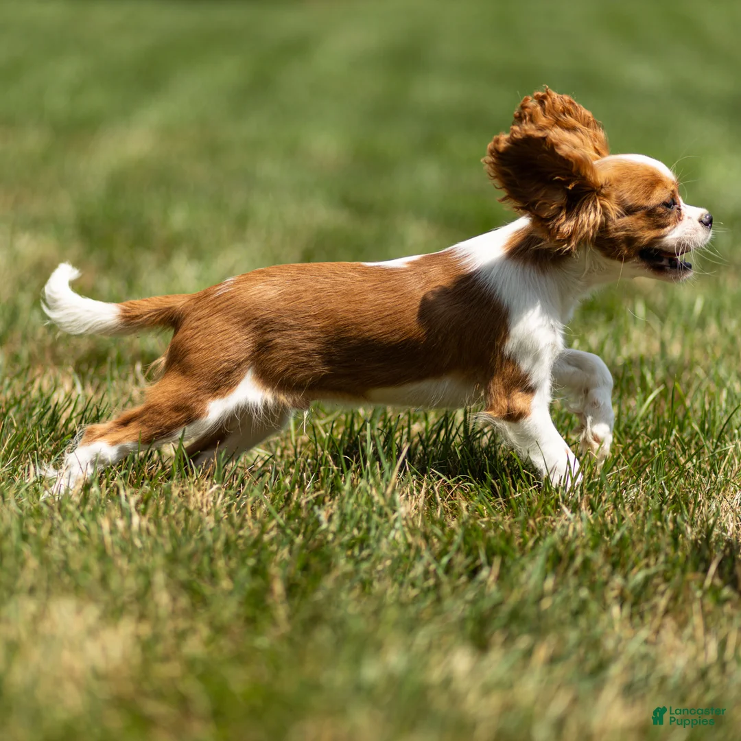 Cavalier King Charles Spaniel dogs for sale: Arlan Cavalier King Charles Spaniel Puppy  - Ad 2