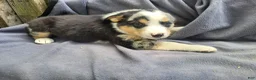 Mixed Breed dogs for sale: John  - Ad 4