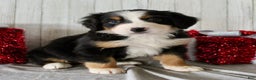 Bernese Mountain Dog dogs for sale: Lila - Ad 7