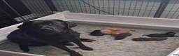 Labrador Retriever dogs for sale: Labrador Retriever 7 - Ad 4