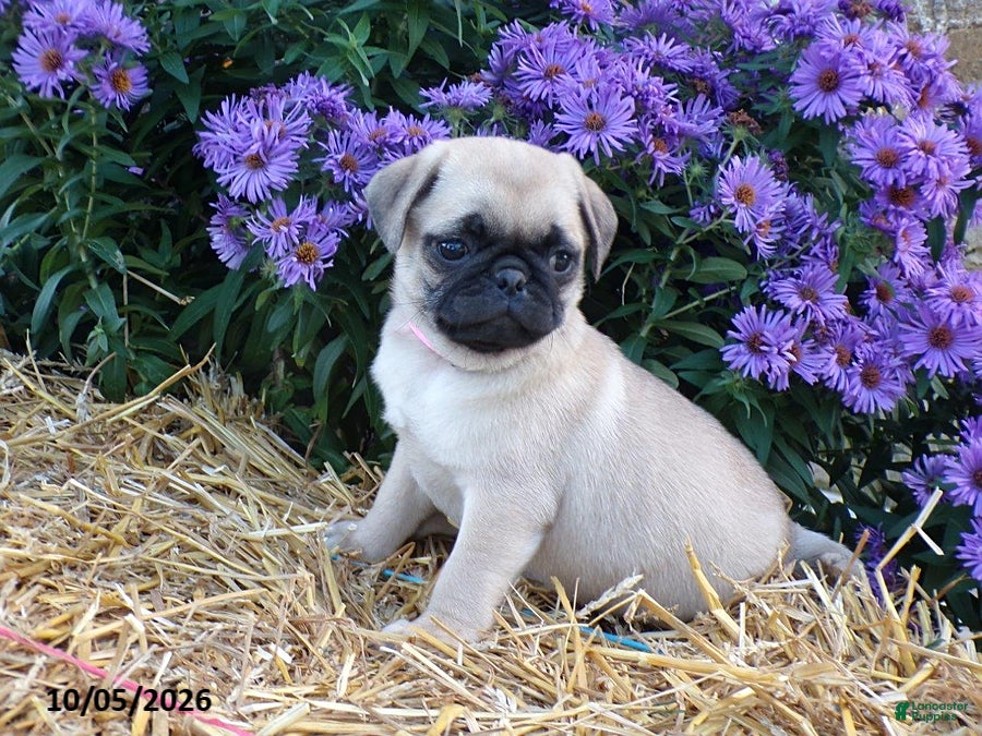 Pug dogs Dahlia - Ad 2