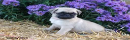Pug dogs for sale: Dahlia - Ad 2