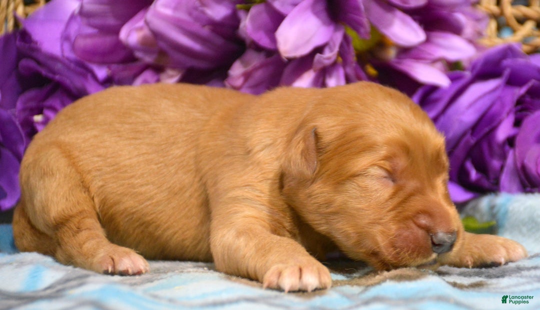 Golden Retriever dogs for sale: Golden Retriever Puppy 1 Gunner - Ad 3