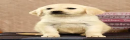 Golden Retriever dogs for sale: Gina - Ad 7