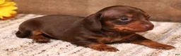Miniature Dachshund dogs for sale: Bandit chocolate/tan male - Ad 3