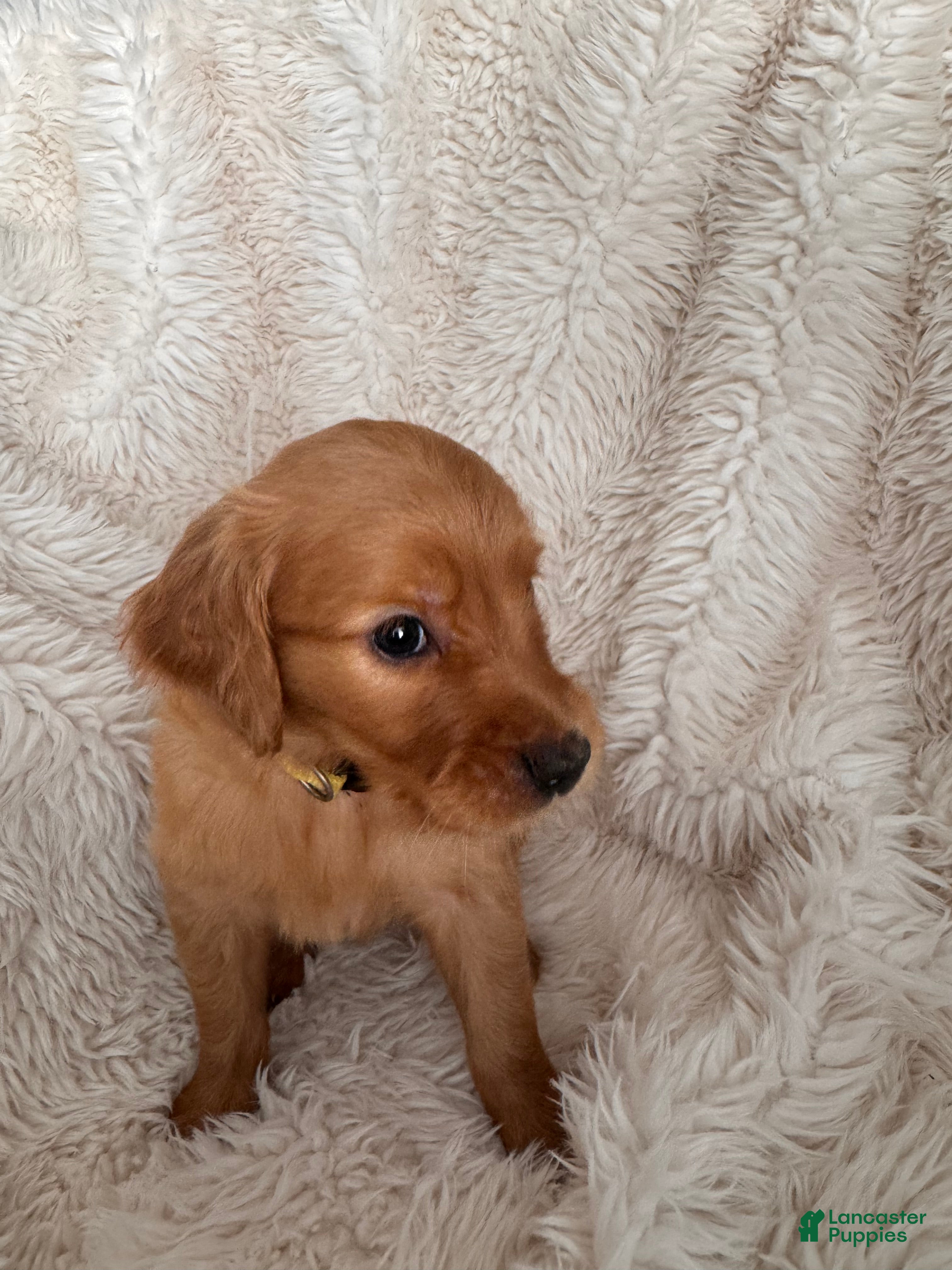 Golden Retriever dogs Daffodil - Yellow collar, female - Ad 1