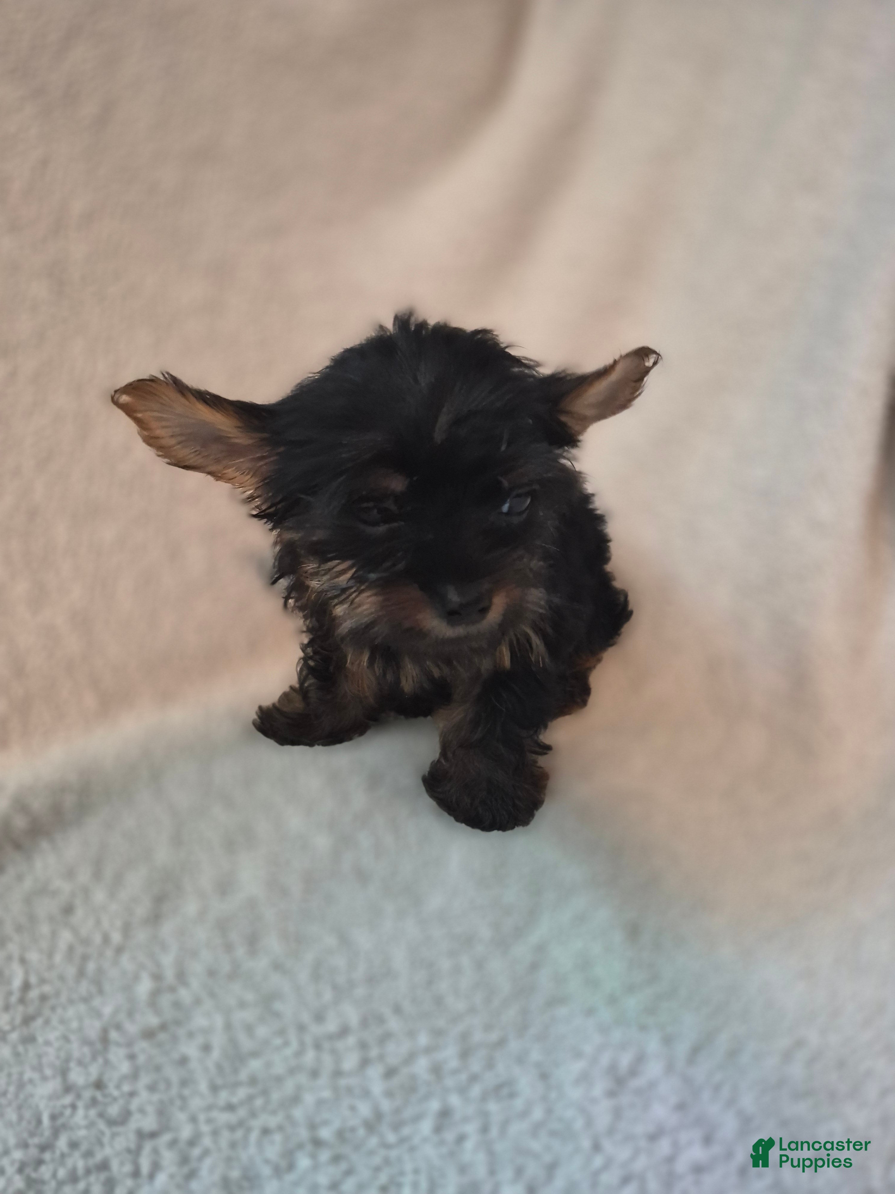 Shorkie dogs Roman  - Ad 1
