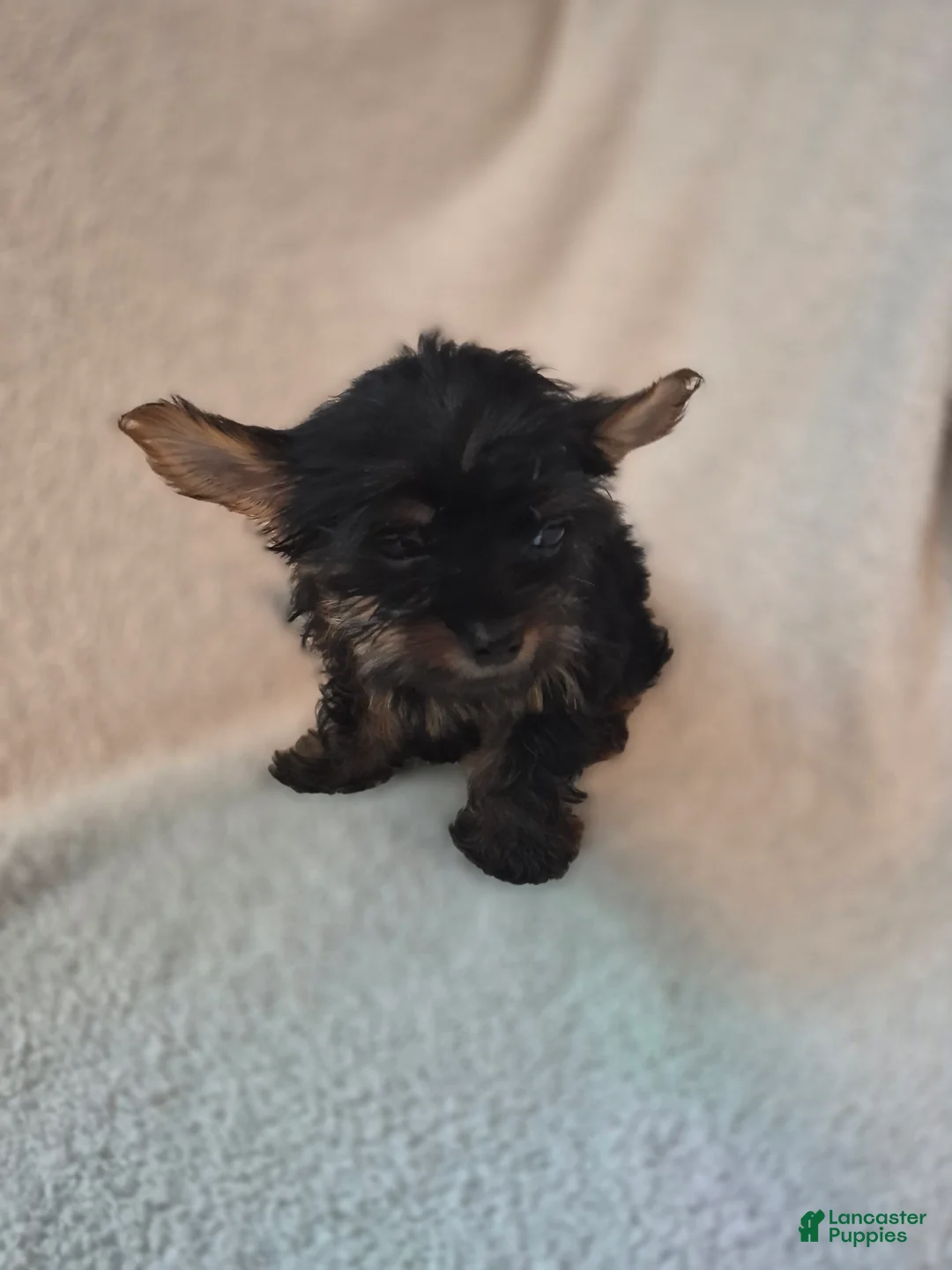 Shorkie dogs for sale: Roman  - Ad 1