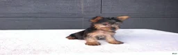Yorkshire Terrier dogs for sale: Sammy  - Ad 4
