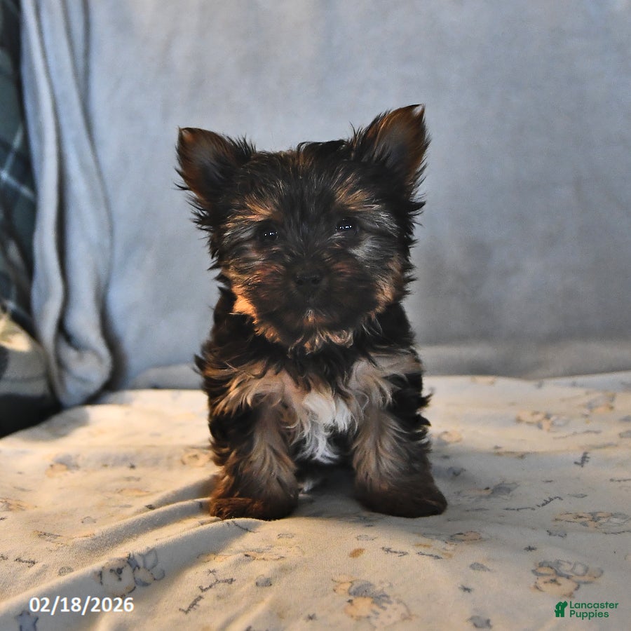 Yorkshire Terrier dogs Pixie Teacup - Ad 1