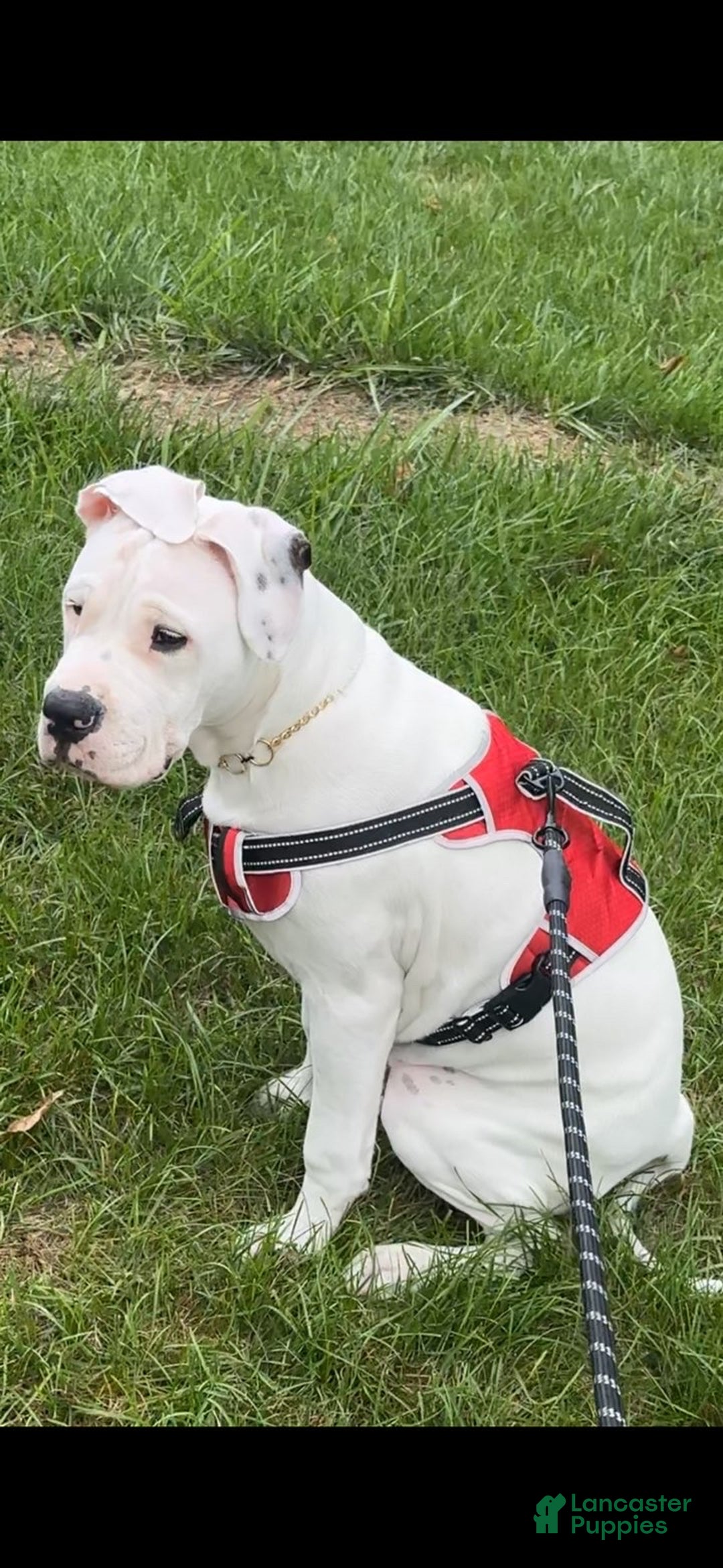 Dogo Argentino dogs for sale: Drego - Ad 1