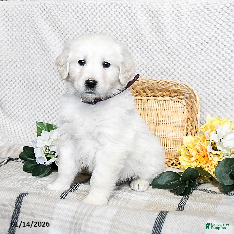 Golden Retriever dogs Spud  - Ad 9