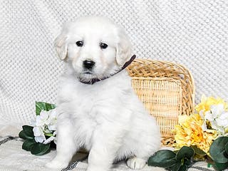 Golden Retriever dogs Spud - Ad 23