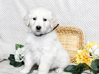 Golden Retriever dogs Spud - Ad 12