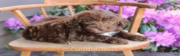 Mixed Breed dogs for sale: Earth - Ad 3