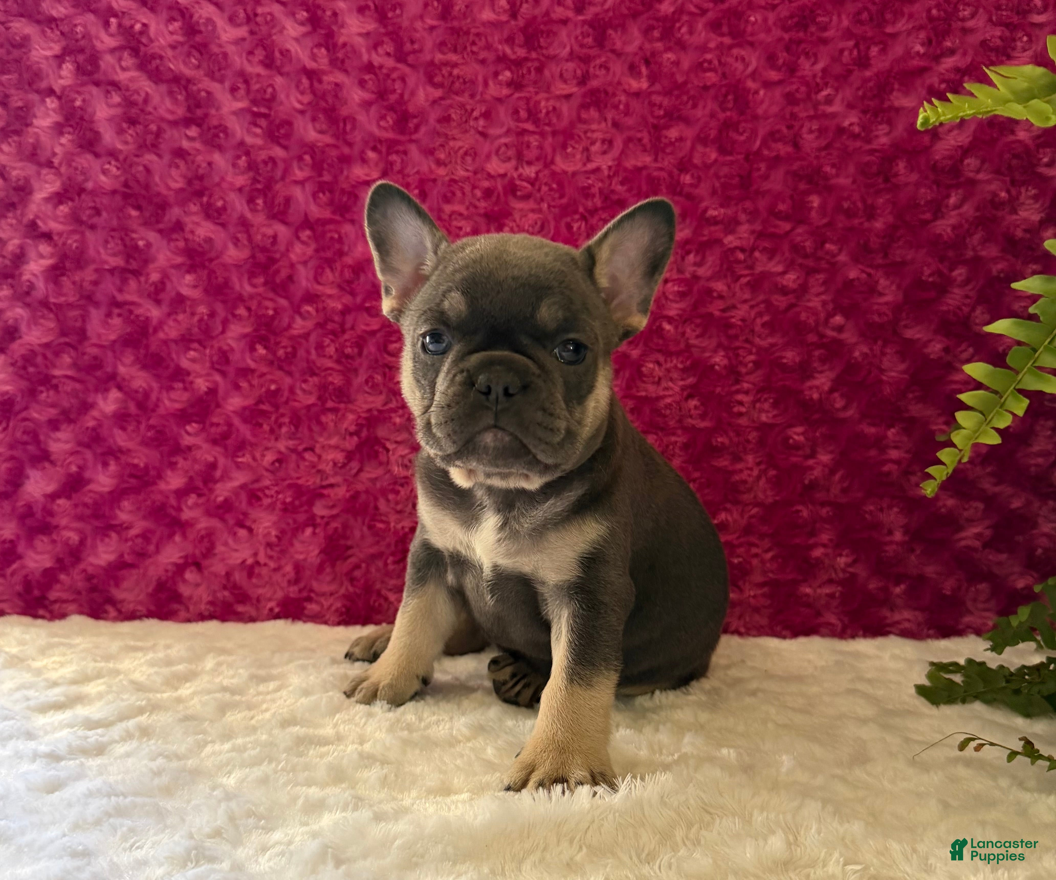 French Bulldog dogs Penny - Ad 2