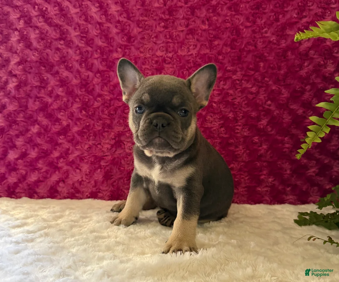 French Bulldog dogs for sale: Penny - Ad 2