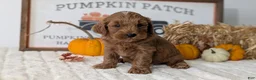 Mini Goldendoodle dogs for sale: Asher - Ad 6