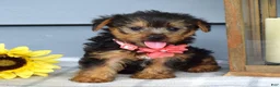 Yorkshire Terrier dogs for sale: Abby - Ad 4