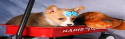 Welsh Corgi Pembroke dogs for sale: Benji🐾💙 - Ad 18