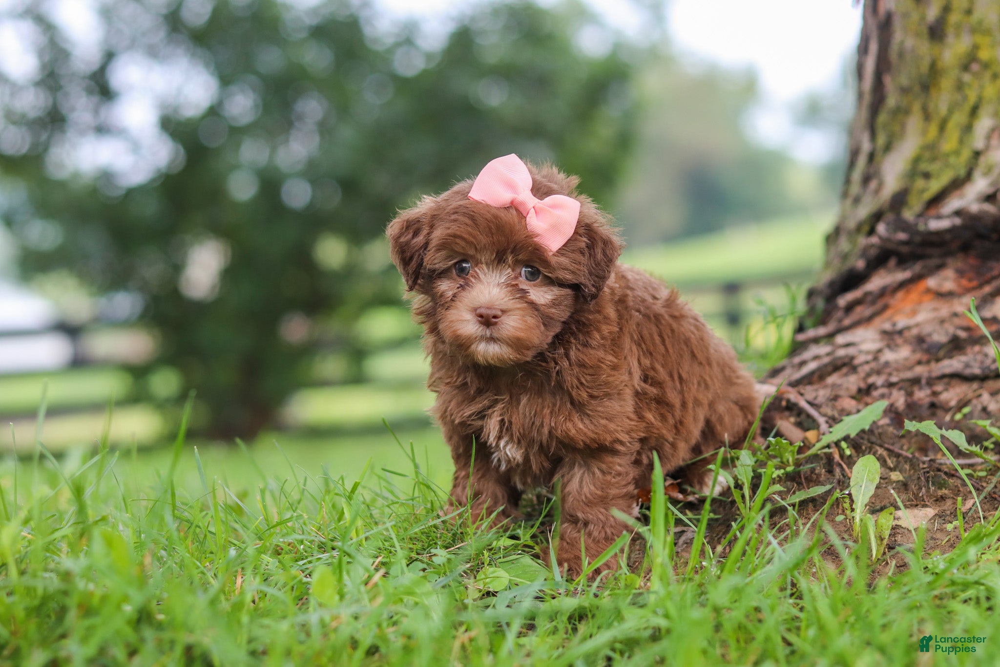 Havanese dogs Winnie - Ad 2