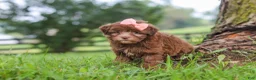Havanese dogs for sale: Winnie - Ad 2