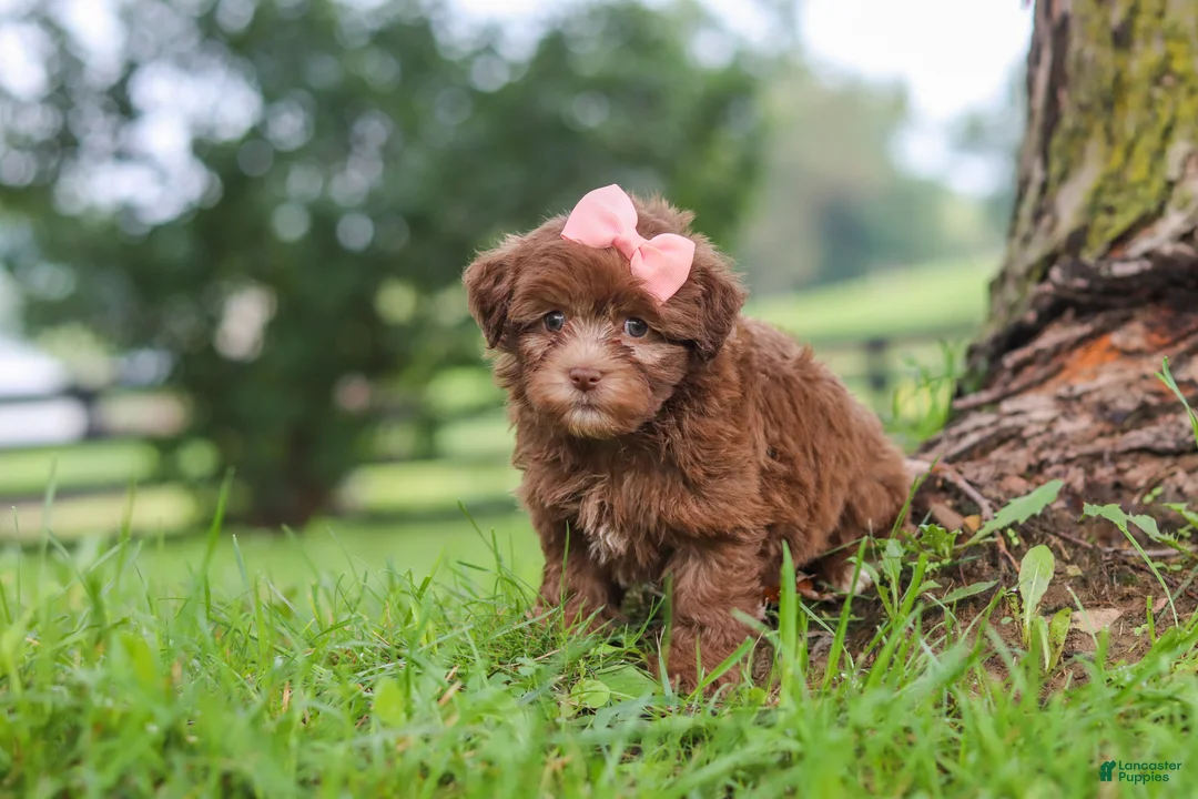 Havanese dogs for sale: Winnie - Ad 2