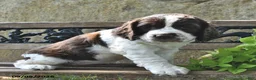 English Springer Spaniel dogs for sale: Waffle - Ad 4
