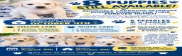 Labrador Retriever dogs for sale: Labrador Retriever 2 - Ad 3