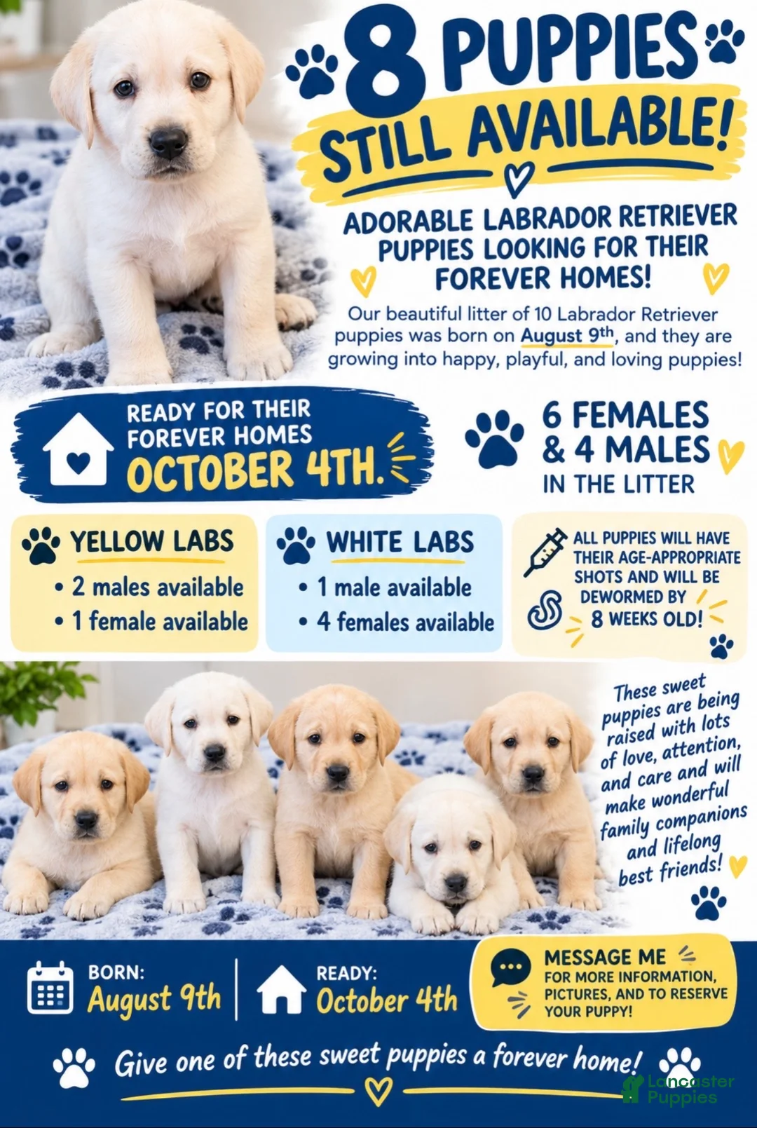 Labrador Retriever dogs for sale: Labrador Retriever 4 - Ad 2