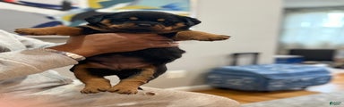 Rottweiler Puppy 3