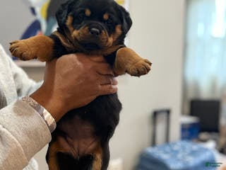 Rottweiler dogs Rottweiler Puppy 3 - Ad 16