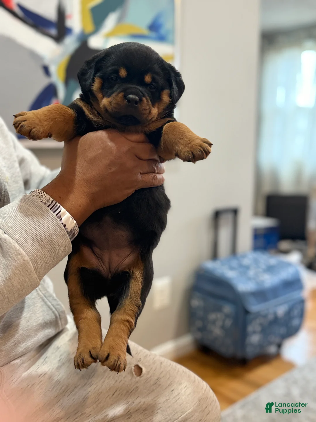 Rottweiler dogs for sale: Rottweiler Puppy 3 - Ad 1