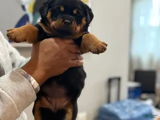 Rottweiler dogs Rottweiler Puppy 3 - Ad 6