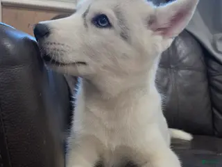 Siberian Husky dogs Siberian Husky Puppy 1 - Ad 29