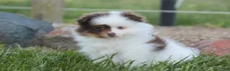 Pomeranian dogs for sale: Kibbles Pomeranian  - Ad 8